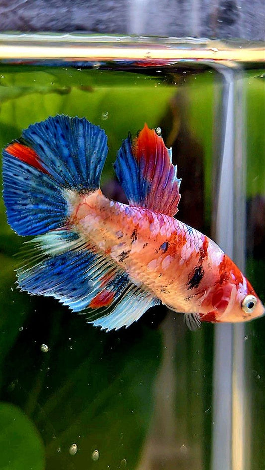 FEMALE HALFMOON KOI GALAXY MULTICOLOR BETTA FISH