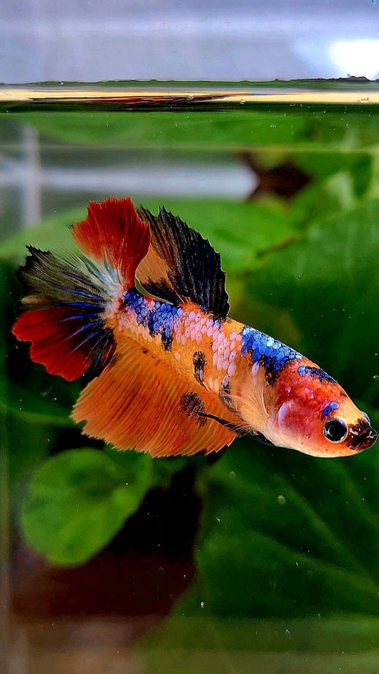 FEMALE HALFMOON ORANGE MULTICOLOR BETTA FISH