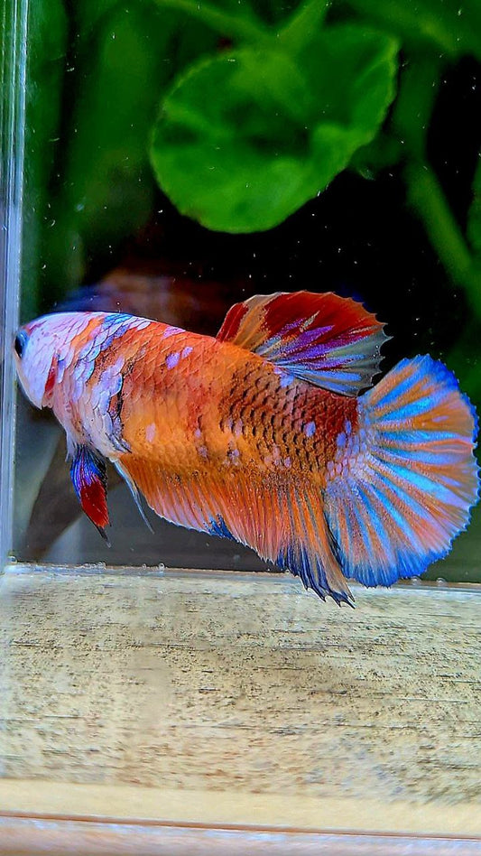 FEMALE PLAKAT GALAXY MULTICOLOR BETTA FISH