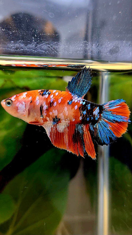 FEMALE HALFMOON ORANGE GALAXY MULTICOLOR BETTA FISH