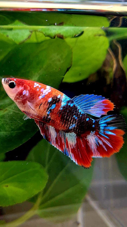 FEMALE HALFMOON RED BLACK GALAXY MULTICOLOR BETTA FISH