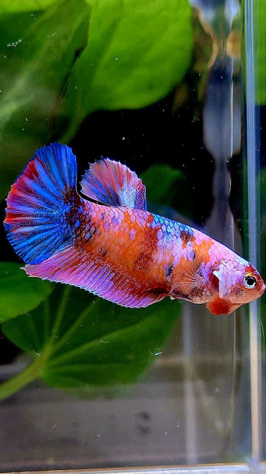 FEMALE PLAKAT GALAXY MULTICOLOR BETTA FISH