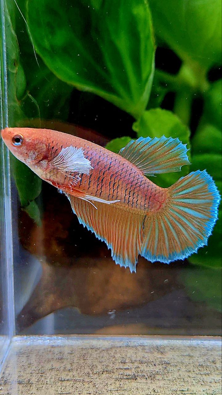 FEMALE HALFMOON DUMBO EAR ORANGE PINEAPPLE BETTA FISH