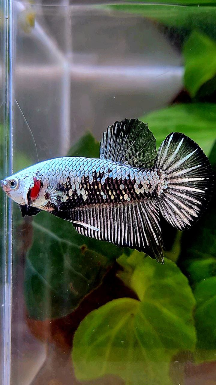 PLAKAT BLACK SAMURAI SNOW BETTA FISH