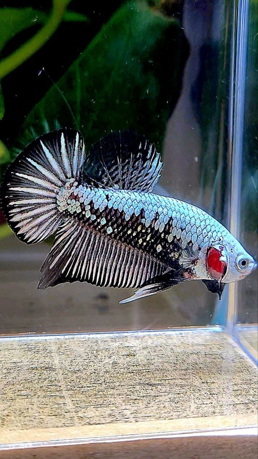 PLAKAT BLACK SAMURAI SNOW BETTA FISH