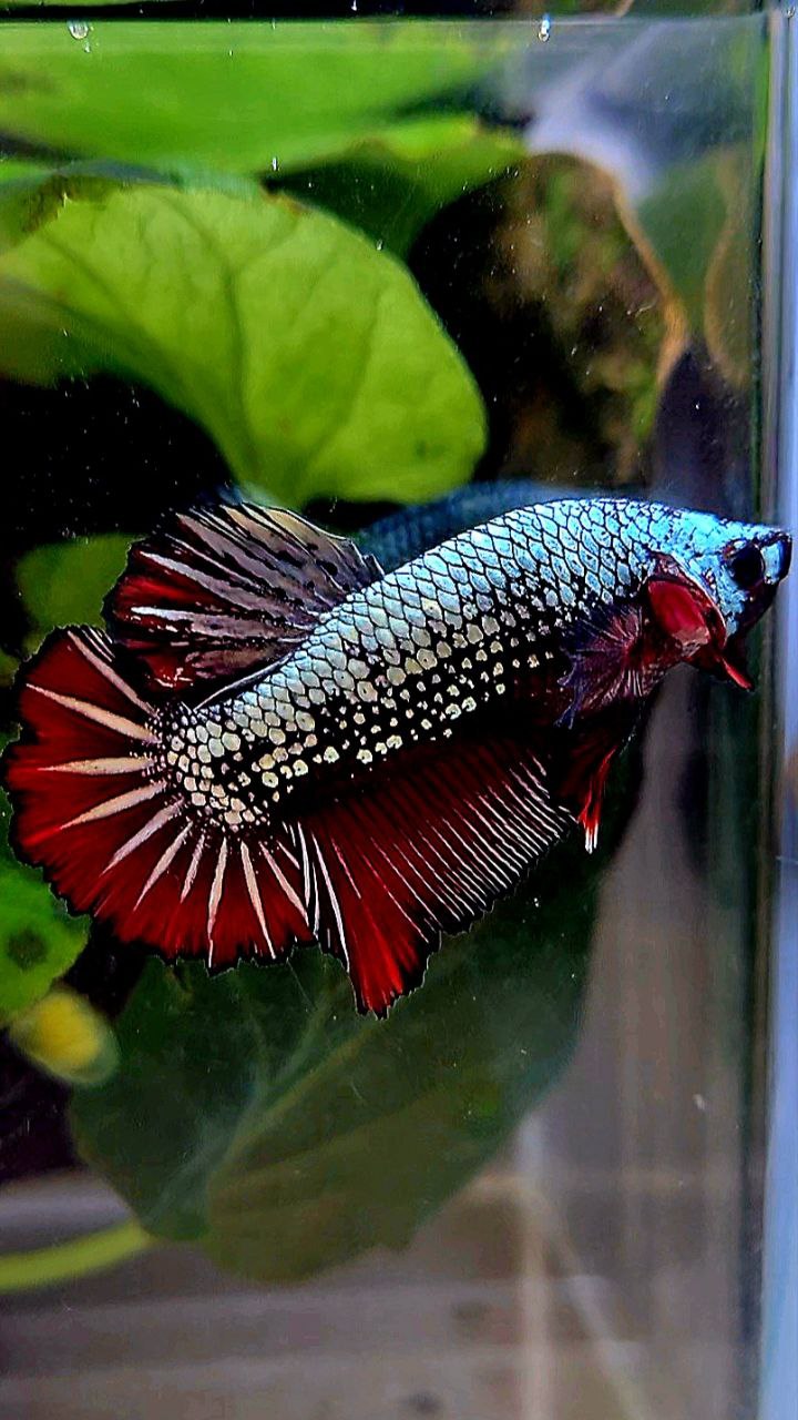 PLAKAT COPPER RED FANCY BETTA FISH