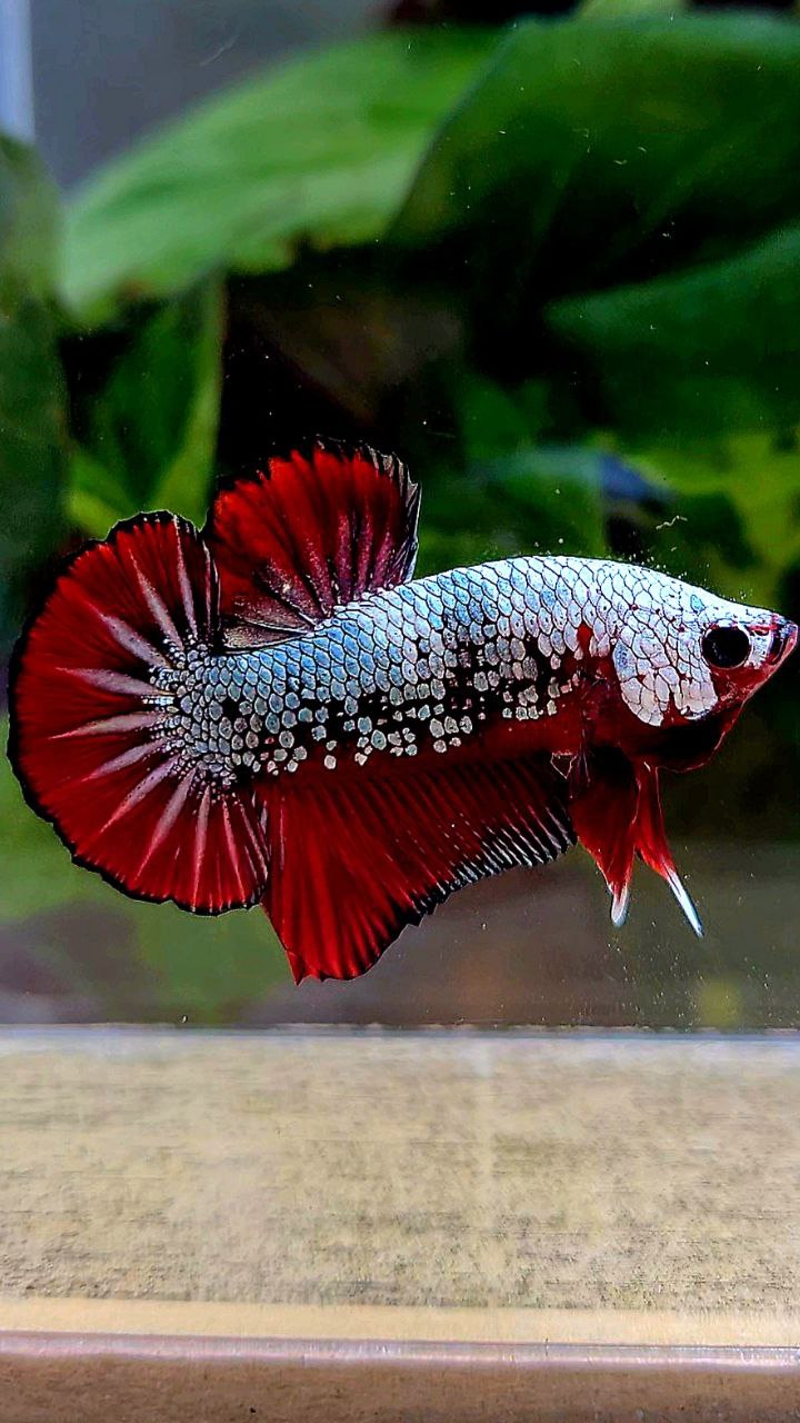 PLAKAT COPPER RED FANCY BETTA FISH