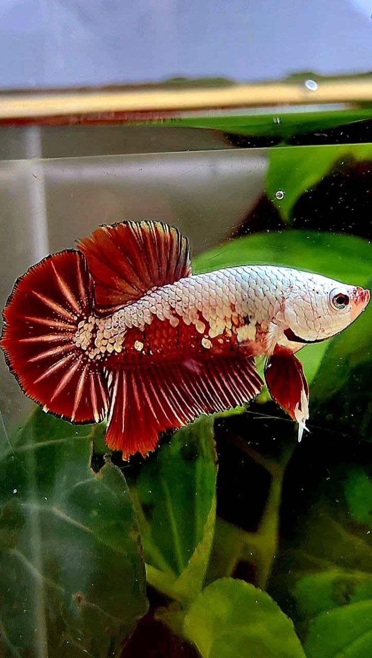 PLAKAT RED SAMURAI SNOW MAMBA BETTA FISH