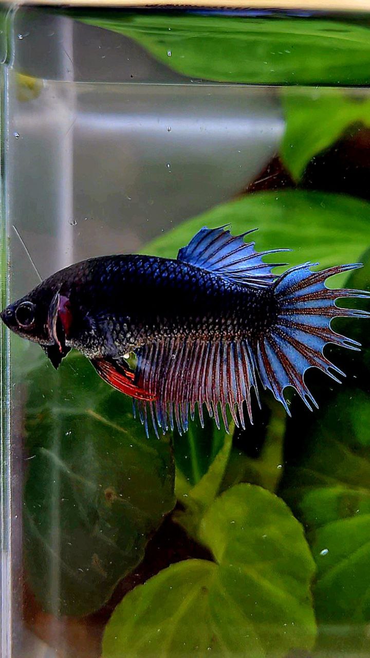 FEMALE KING CROWNTAIL DARK BLUE ORANGE BETTA FISH
