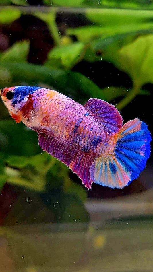 FEMALE PLAKAT PURPLE CANDY MULTICOLOR BETTA FISH