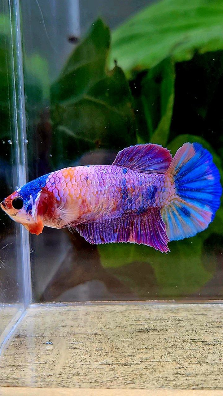 FEMALE PLAKAT PURPLE CANDY MULTICOLOR BETTA FISH