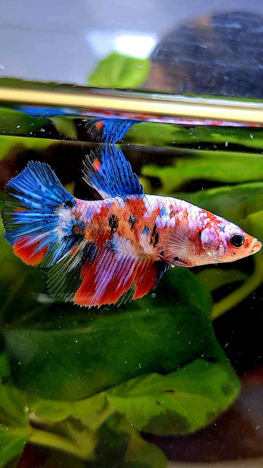FEMALE HALFMOON KOI GALAXY MULTICOLOR BETTA FISH