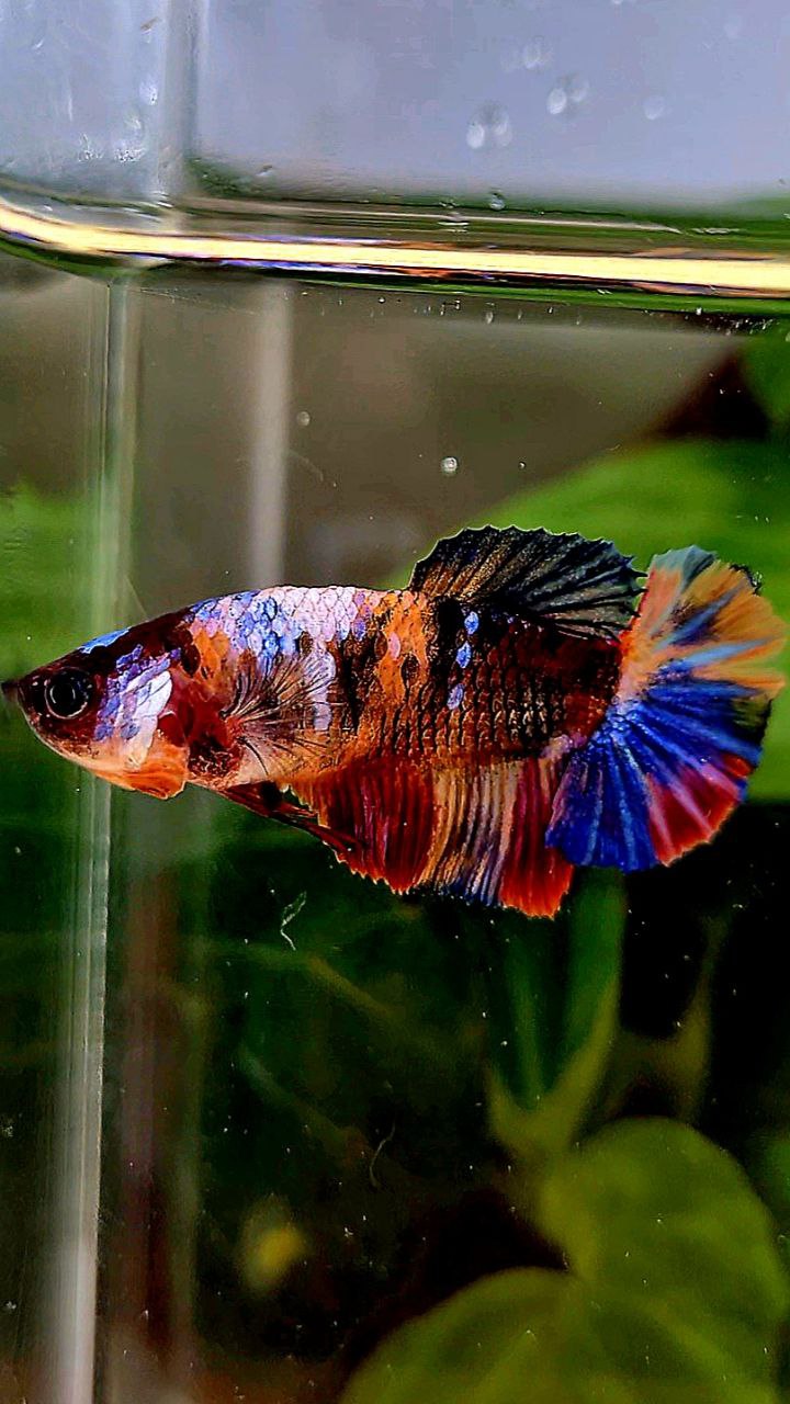 FEMALE PLAKAT GALAXY MULTICOLOR BETTA FISH