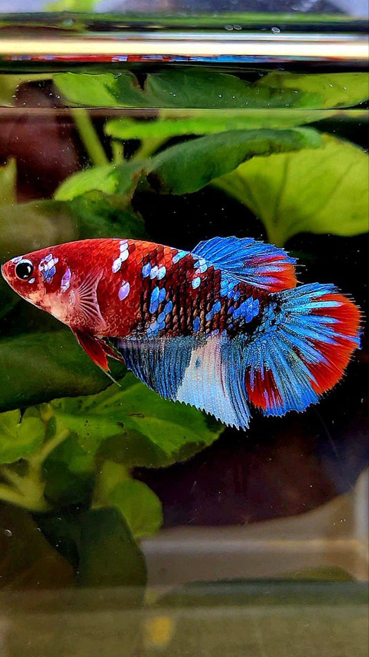 FEMALE HALFMOON GALAXY MULTICOLOR BETTA FISH