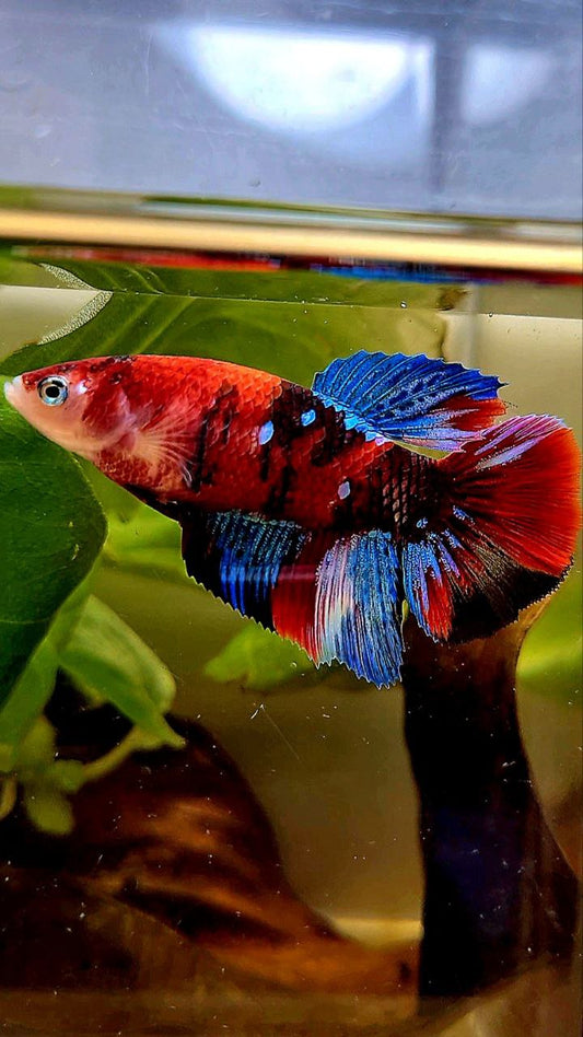 FEMALE HALFMOON RED KOI GALAXY MULTICOLOR BETTA FISH