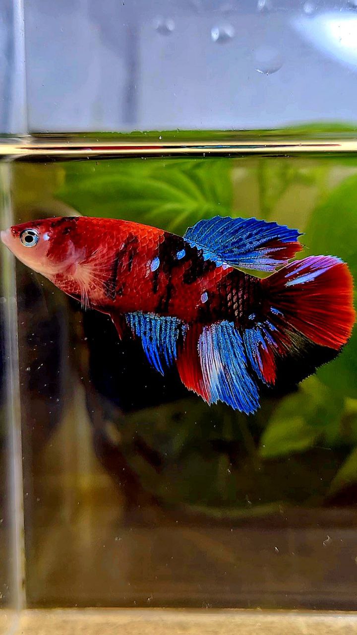 FEMALE HALFMOON RED KOI GALAXY MULTICOLOR BETTA FISH
