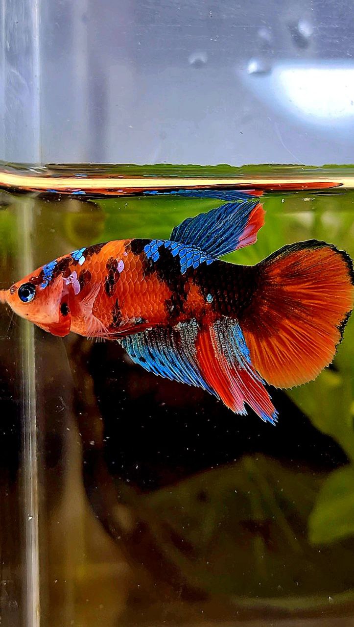 FEMALE HALFMOON ORANGE GALAXY MULTICOLOR BETTA FISH