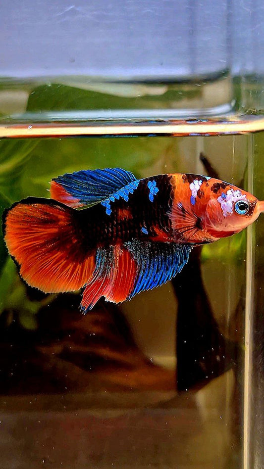 FEMALE HALFMOON ORANGE GALAXY MULTICOLOR BETTA FISH