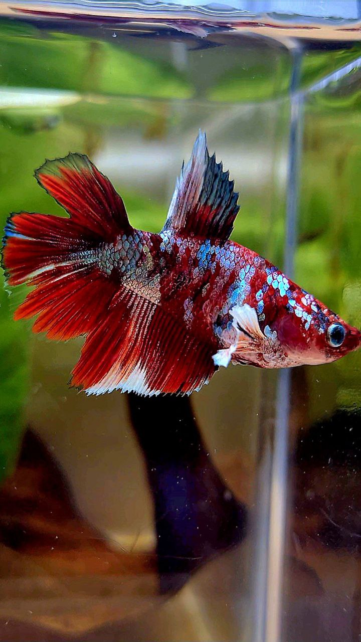 FEMALE HALFMOON DOUBLE TAIL BARONGSAI RED WHITE GALAXY BETTA FISH