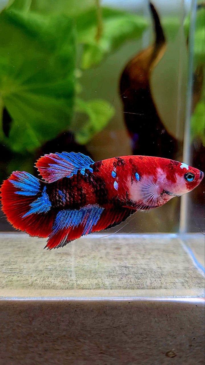 FEMALE HALFMOON BARONGSAI RED WHITE GALAXY MULTICOLOR BETTA FISH