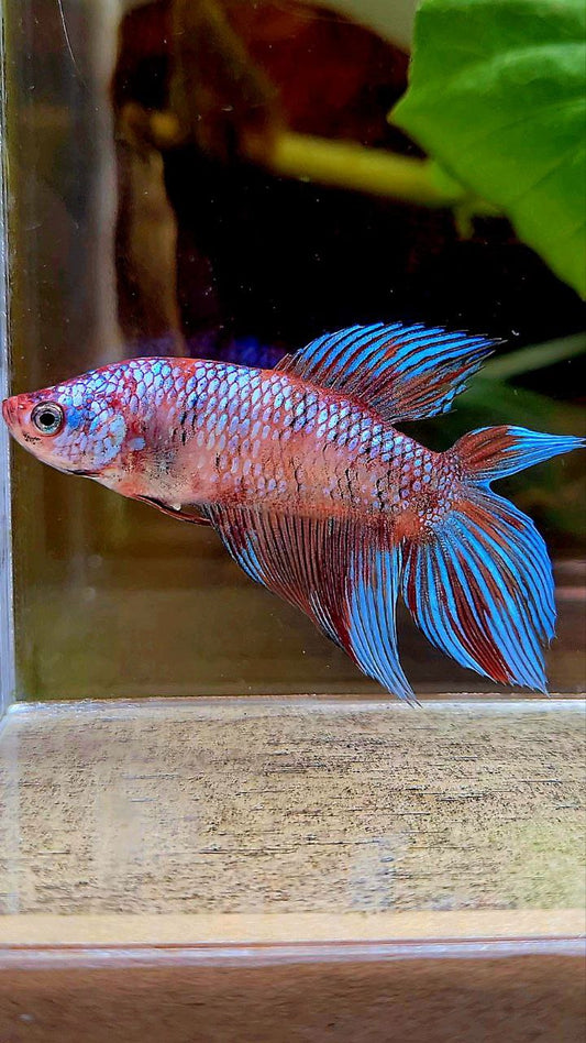 FEMALE VEILTAIL DOUBLE TAIL METALLIC MULTICOLOR BETTA FISH