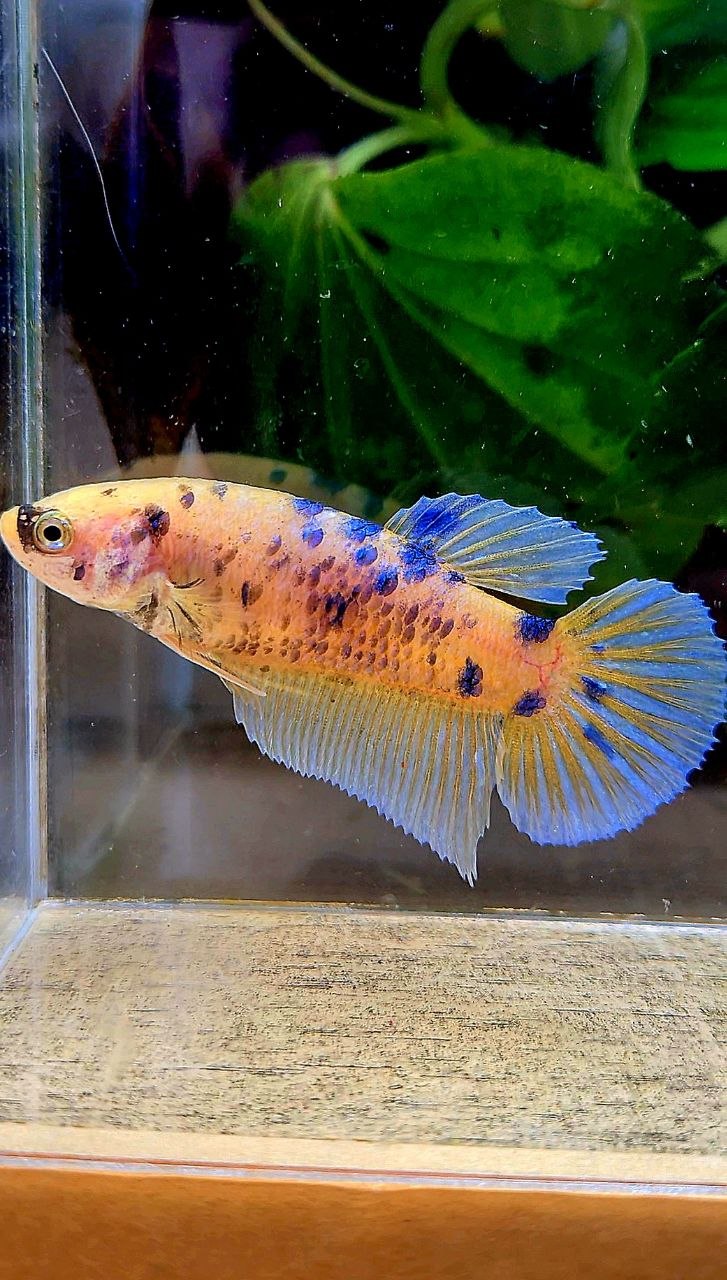 FEMALE GIANT PLAKAT BO 5CM+ YELLOW KOI BLUE DOTS MARBLE MULTICOLOR BETTA FISH