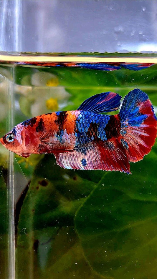 FEMALE PLAKAT GALAXY WHITE MULTICOLOR BETTA FISH