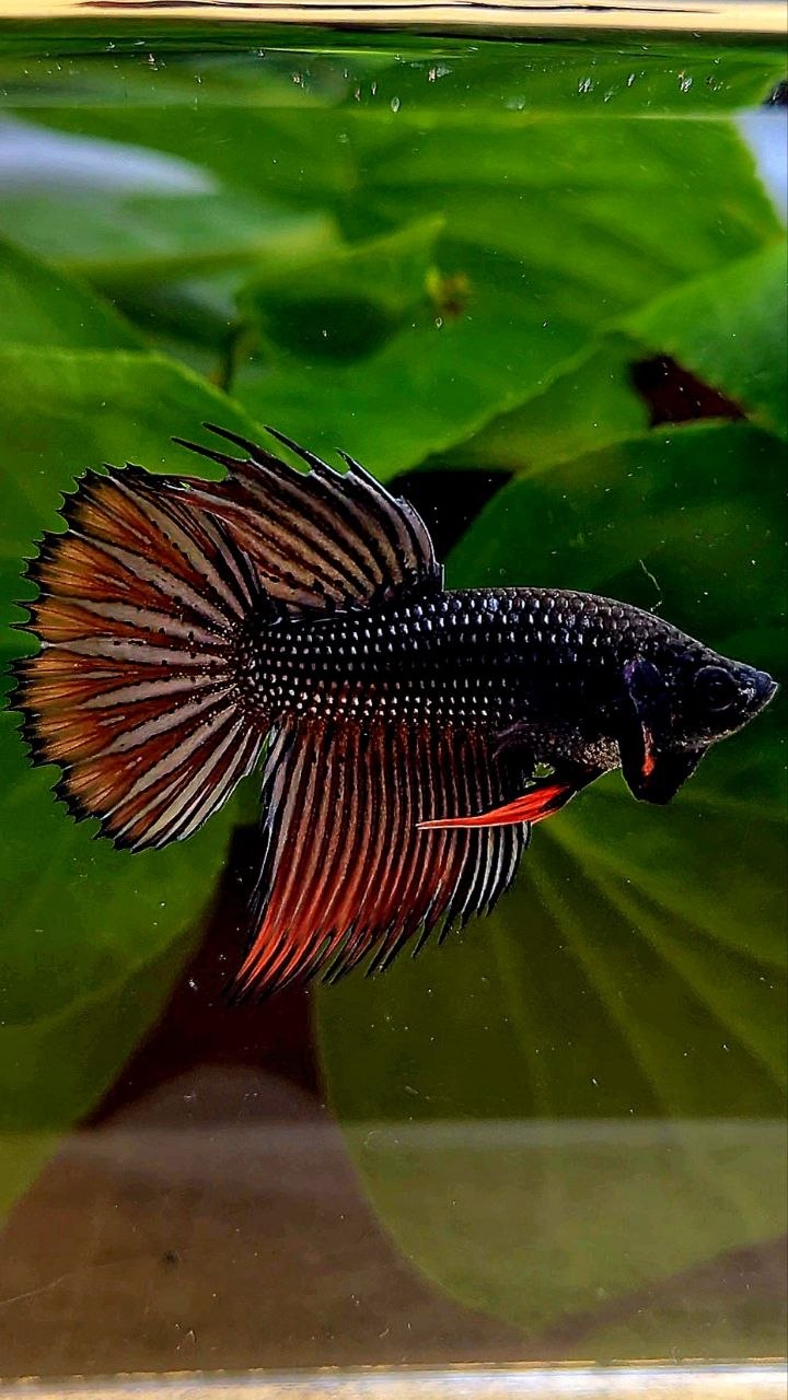 CROWNTAIL IMBELIS ORANGE COPPER HYBRID WILD BETTA FISH