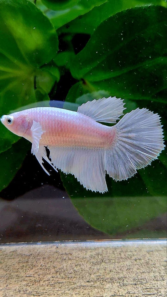 FEMALE HALFMOON WHITE PLATINUM BETTA FISH