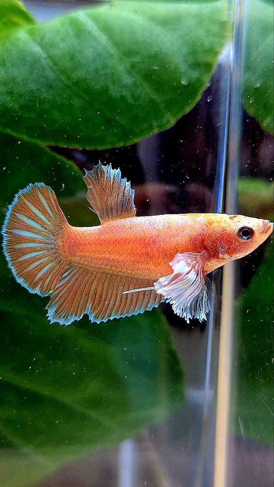 FEMALE HALFMOON DUMBO EAR ORANGE PINEAPPLE BETTA FISH