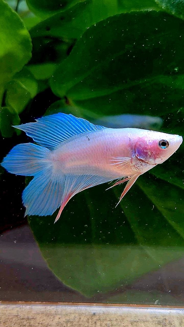 FEMALE VEILTAIL DOUBLE TAIL BLUE SKY UNICORN BETTA FISH