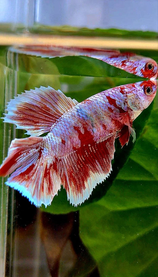 FEMALE HALFMOON DOUBLE TAIL BARONGSAI RED WHITE MULTICOLOR BETTA FISH