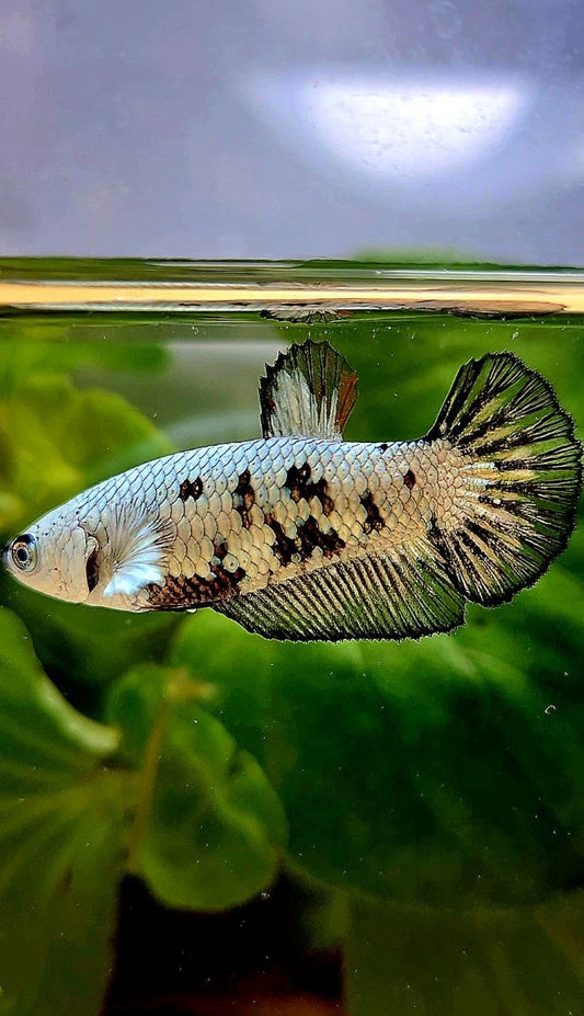 FEMALE PLAKAT BLACK MAMBA SNOW UNIQUE BETTA FISH