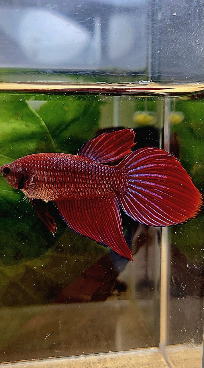 FEMALE VEILTAIL RED PURPLE ETTA FISH