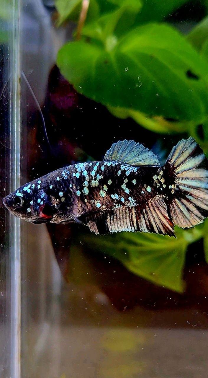 FEMALE PLAKAT BLACK COPPER SUPER GALAXY AVATAR BETTA FISH