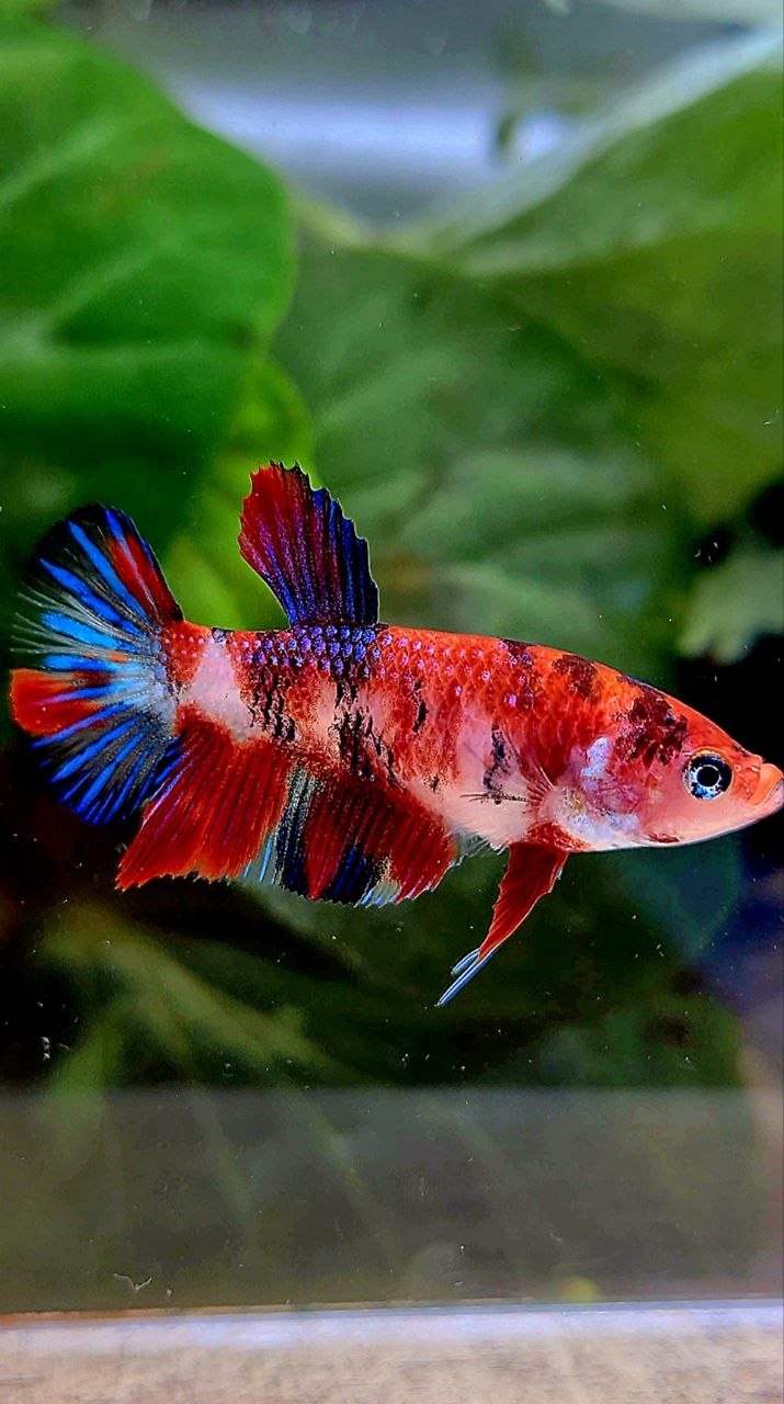 FEMALE PLAKAT METTALIC RED MULTICOLOR BETTA FISH