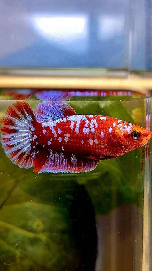 FEMALE PLAKAT SUPER GALAXY RED PURPLE RPG BETTA FISH