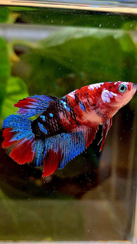 FEMALE HALFMOON RED GALAXY MULTICOLOR BETTA FISH