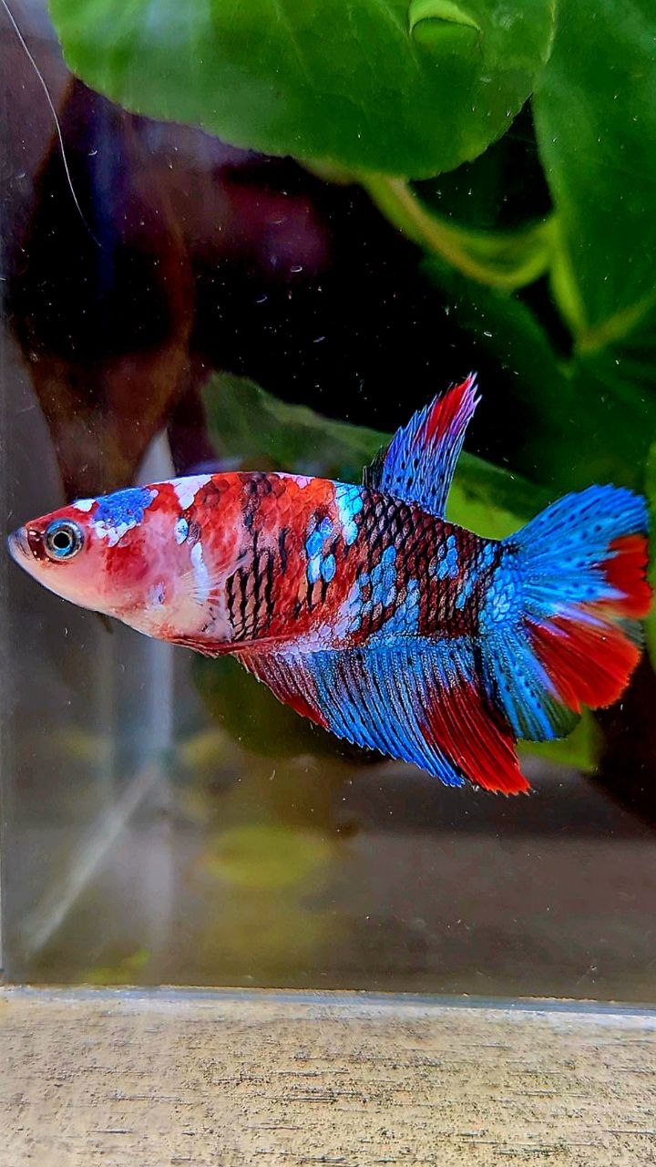FEMALE HALFMOON RED GALAXY MULTICOLOR BETTA FISH