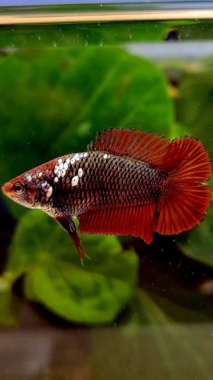 FEMALE PLAKAT DOUBLE TAIL RED MAMBA SNOW BETTA FISH