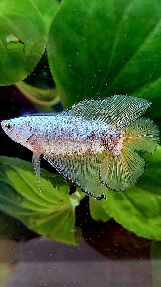 FEMALE HALFMOON DOUBLE TAIL YELLOW MAMBA COPPER BETTA FISH