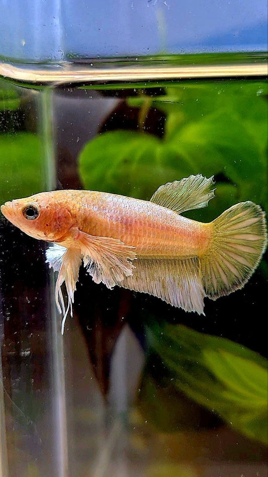 FEMALE PLAKAT DUMBO EAR GOLD BETTA FISH