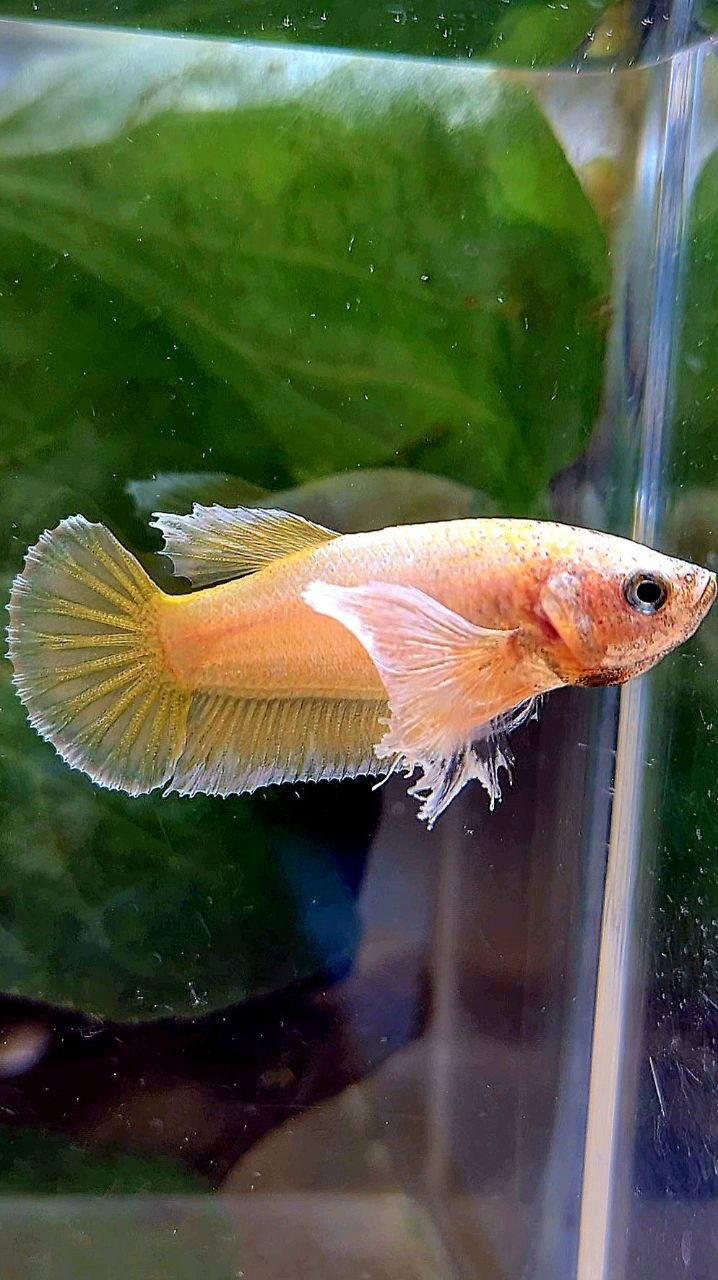 FEMALE PLAKAT DUMBO EAR GOLD BETTA FISH