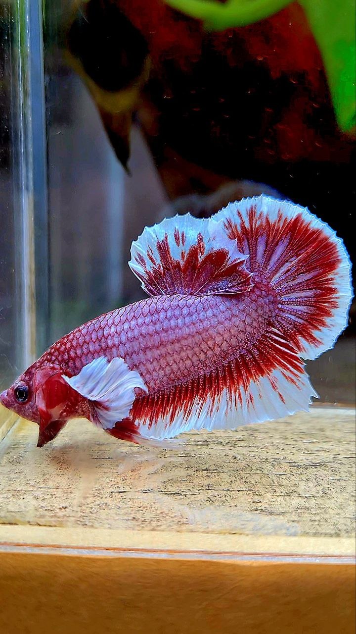 PLAKAT BIG EAR RED LAVENDER BETTA FISH