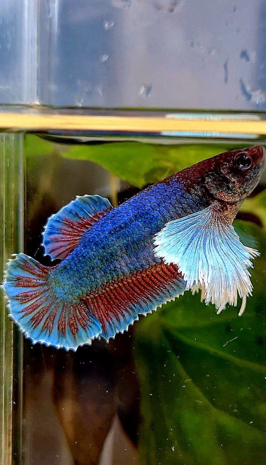 FEMALE PLAKAT SUPER DUMBO EAR GREEN BETTA FISH