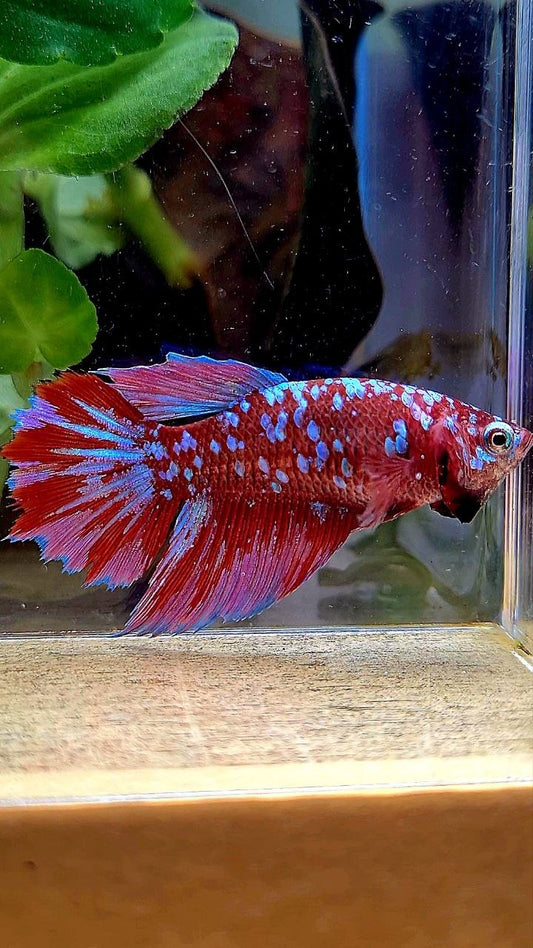 FEMALE HALFMOON RED PURPLE SUPER GALAXY RPG BETTA FISH