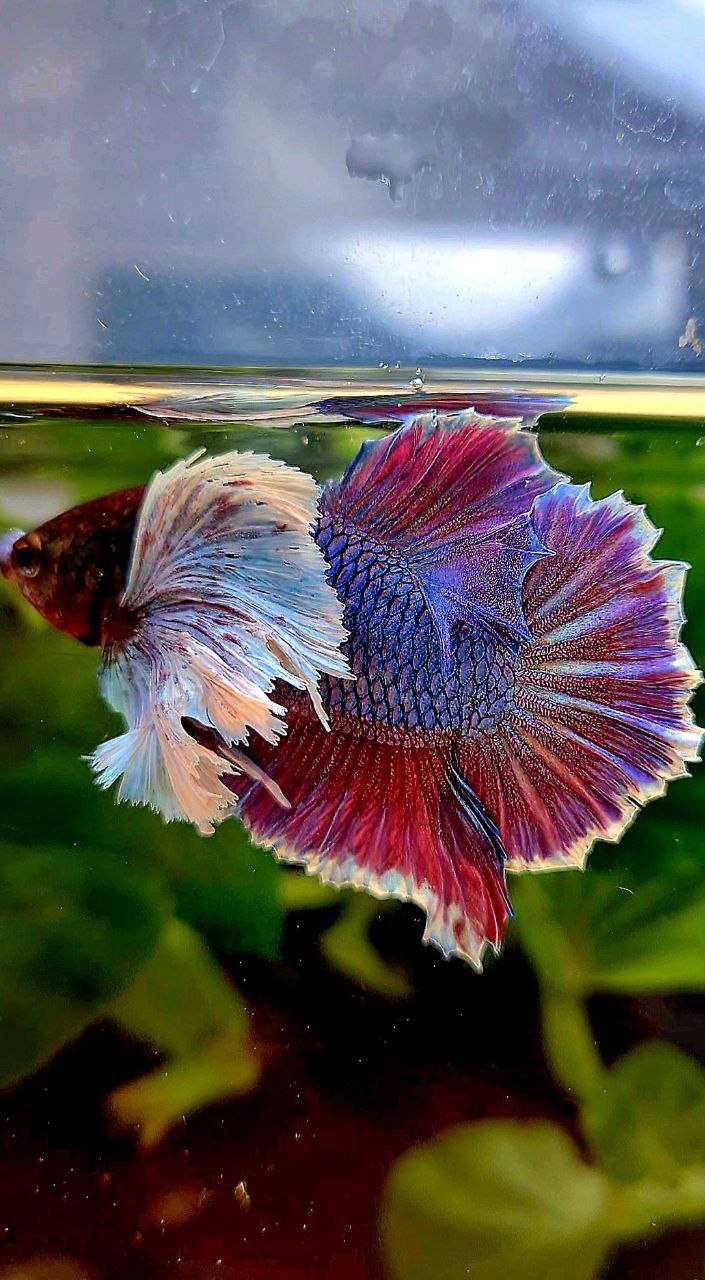 PLAKAT SUPER DUMBO EAR PURPLE BETTA FISH