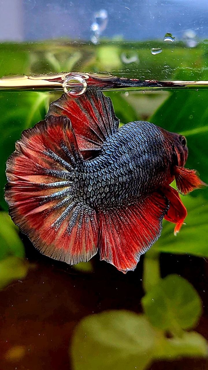 BONSAI PLAKAT COPPER RED FANCY ARMY BETTA FISH