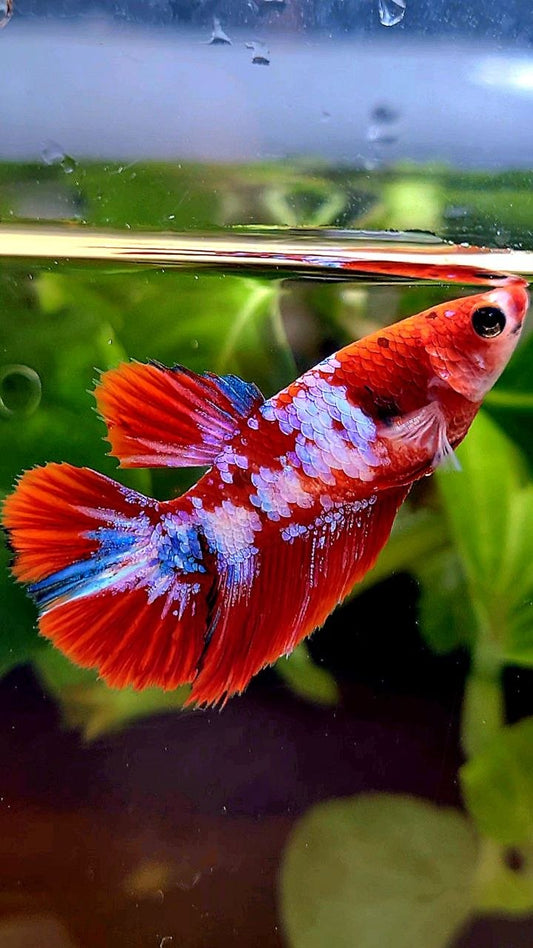 FEMALE HALFMOON RED WHITE GALAXY MULTICOLOR BETTA FISH
