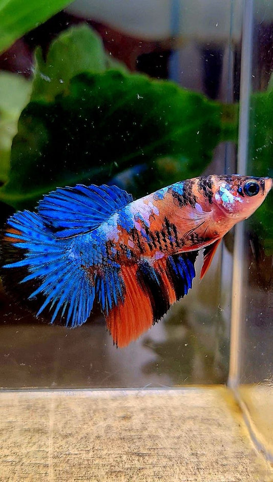 FEMALE HALFMOON ORANGE BLUE GALAXY MULTICOLOR BETTA FISH